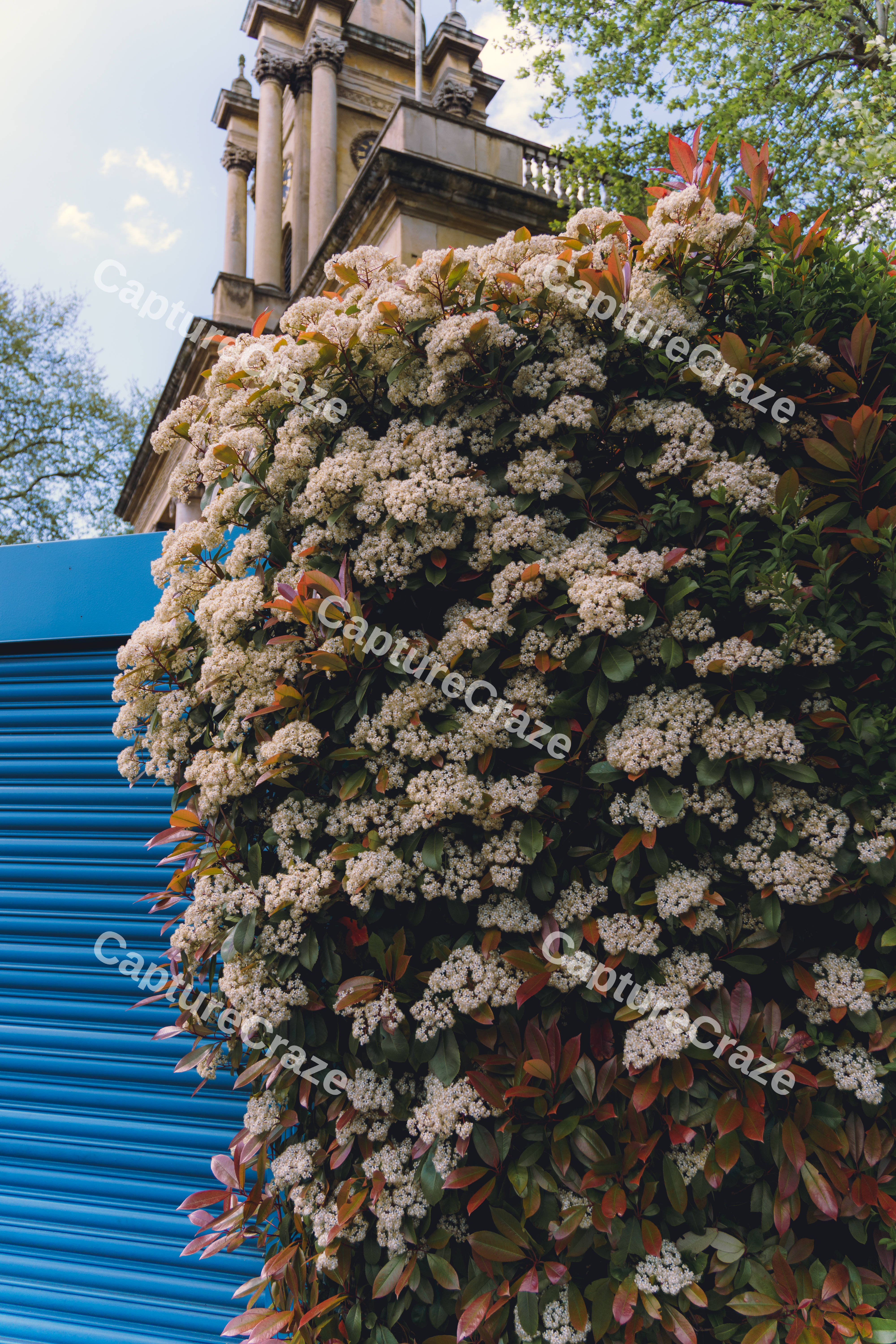 A Photinia Bush